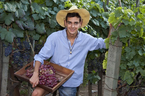 Agriculteur récoltant les raisins — Photo