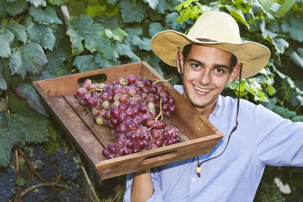 Farmer harvesting the grapes Stock Photo