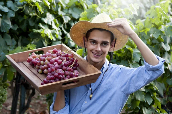 Farmer harvesting the grapes Stock Image