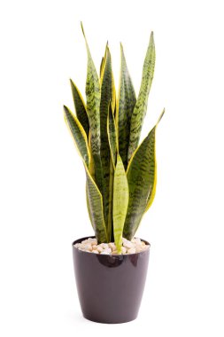Sansevieria ya da kertenkele kuyruğu bitkisi beyaz arka planda izole edilmiş