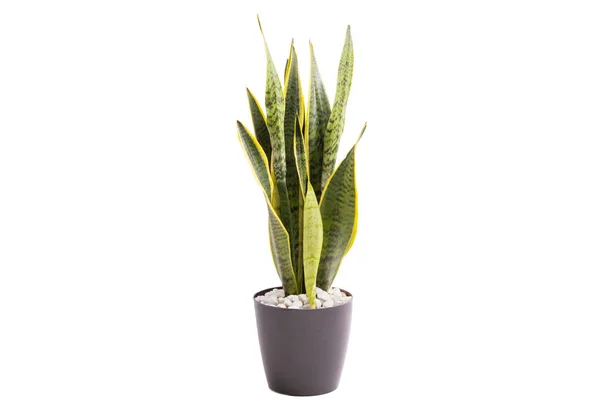 Sansevieria Nebo Hadí Rostlina Izolované Bílém — Stock fotografie