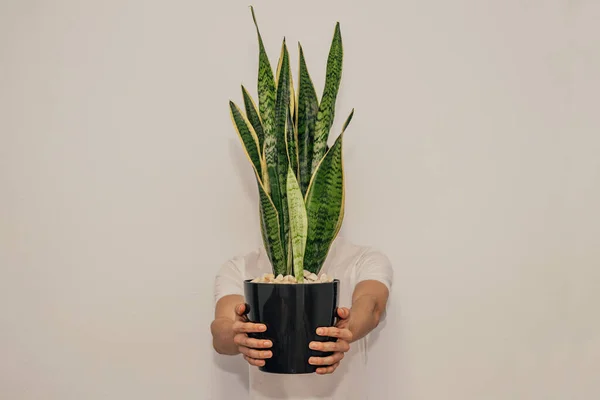 Young Man Potted Plant Isolated Wall — Stock Photo, Image