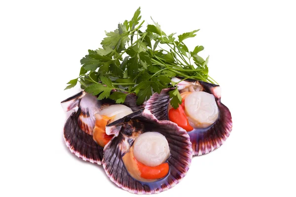 Raw Natural Scallops Galician Origin Typical Gastronomy — Stock Photo, Image