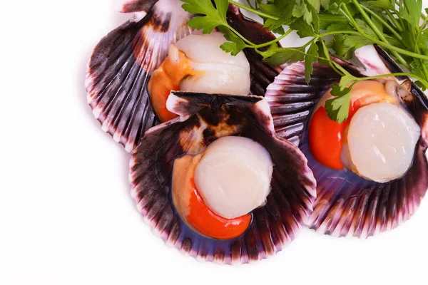 Raw Natural Scallops Galician Origin Typical Gastronomy — Stock Photo, Image