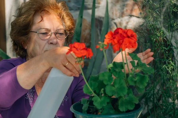 Senior Kvinna Vattning Och Omsorg Växter — Stockfoto