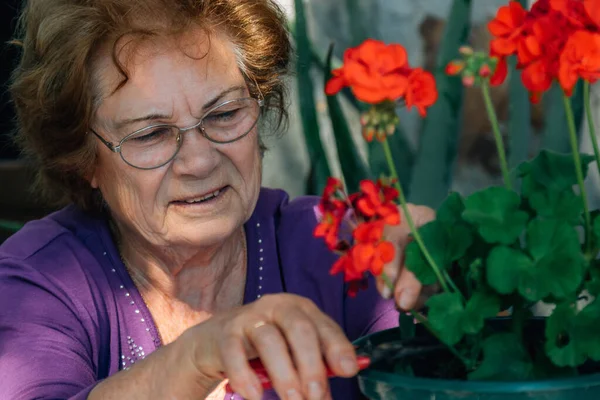 Senior Kvinna Beskärning Och Omsorg Växter Trädgården Eller Fruktträdgård — Stockfoto