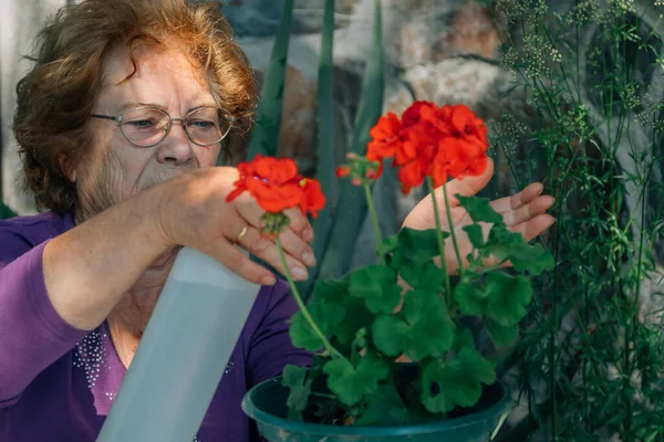 Bitkileri Sulayan Onlarla Ilgilenen Yaşlı Bir Kadın — Stok fotoğraf