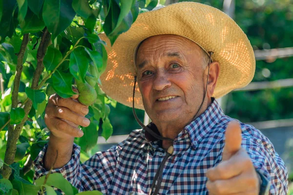 Старший Чоловік Перевіряє Урожай Саду — стокове фото