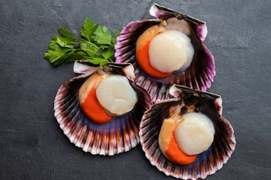 Doğal deniz taraklarının üst görünümü