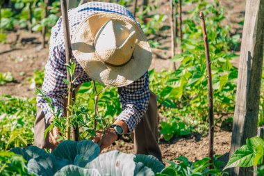 Bahçede ya da tarlada çalışan bir adam.