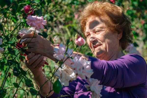 Bahçede Çiçek Kesen Yaşlı Kadın — Stok fotoğraf