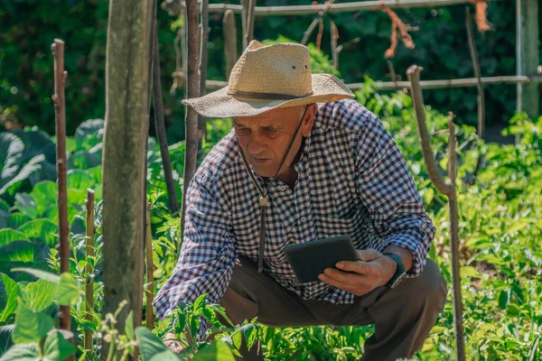 Agricultor Jardim Cuidando Controlando Colheita Cultura Com Novas Tecnologias — Fotografia de Stock