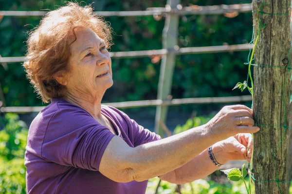 Ηλικιωμένη Γυναίκα Που Εργάζεται Στο Περιβόλι Στον Κήπο — Φωτογραφία Αρχείου