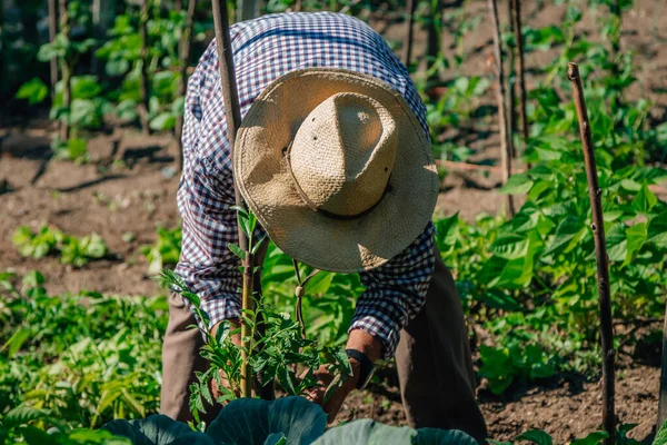 Homem Que Cultiva Trabalhando Jardim Campo — Fotografia de Stock