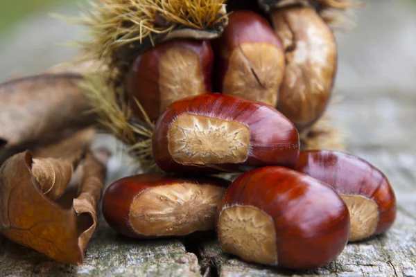 Kaštany, ořechy — Stock fotografie