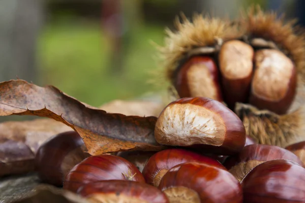 Castañas, nueces — Foto de Stock