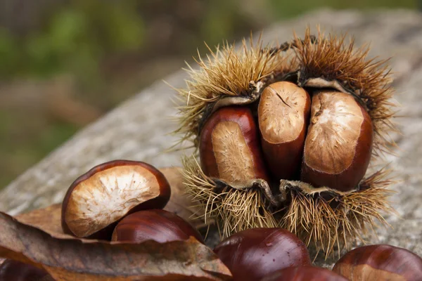 Castagne, noci — Foto Stock