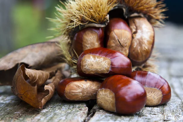 Chestnuts — Stock Photo, Image