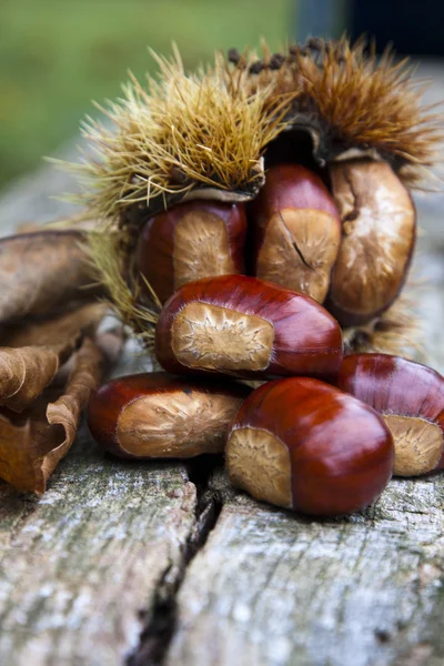 Chestnuts — Stock Photo, Image