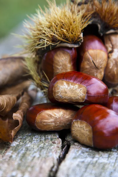 Chestnuts — Stock Photo, Image