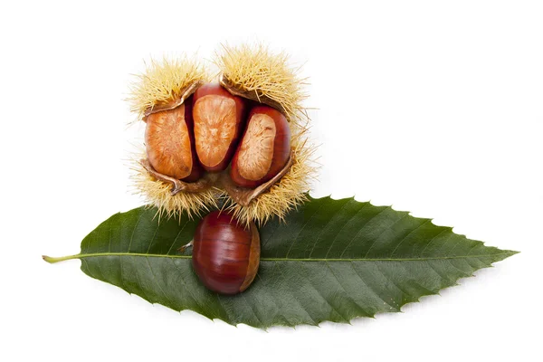 Chestnuts — Stock Photo, Image