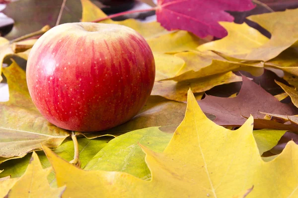 Herfst — Stockfoto