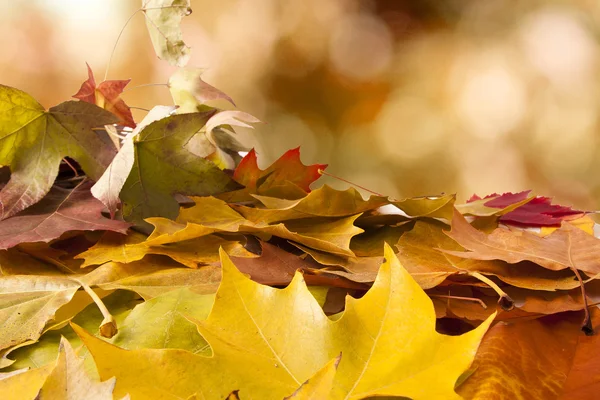 Autumn — Stock Photo, Image