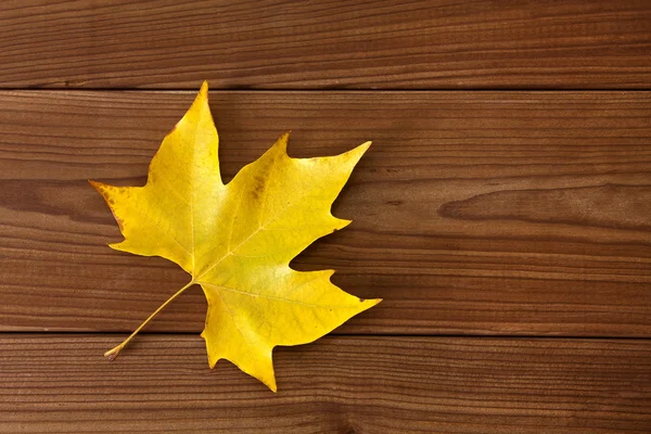 Hojas de otoño fondo —  Fotos de Stock