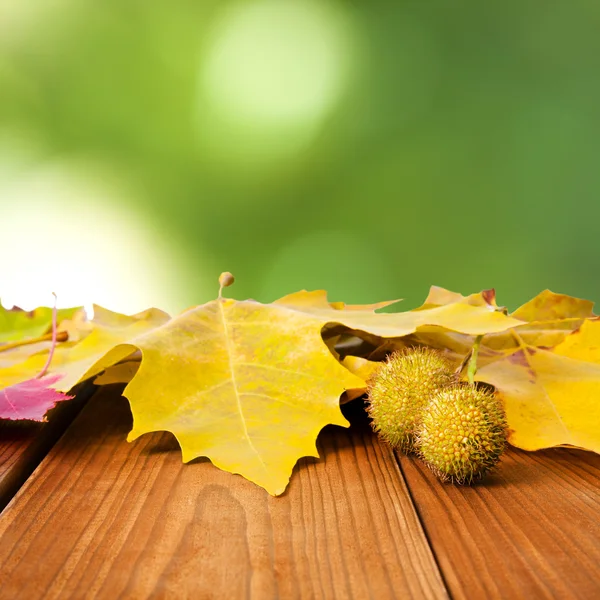 Autumn — Stock Photo, Image