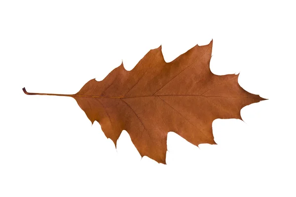 Autumn leaves — Stock Photo, Image