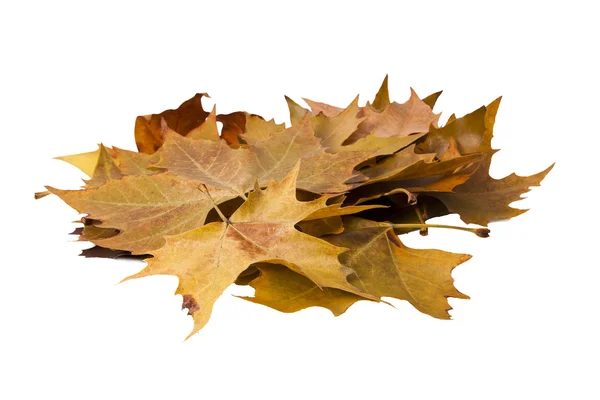 Autumn leaves — Stock Photo, Image