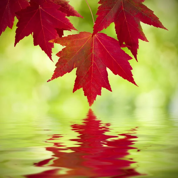 Herfst — Stockfoto