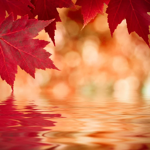 Autumn — Stock Photo, Image