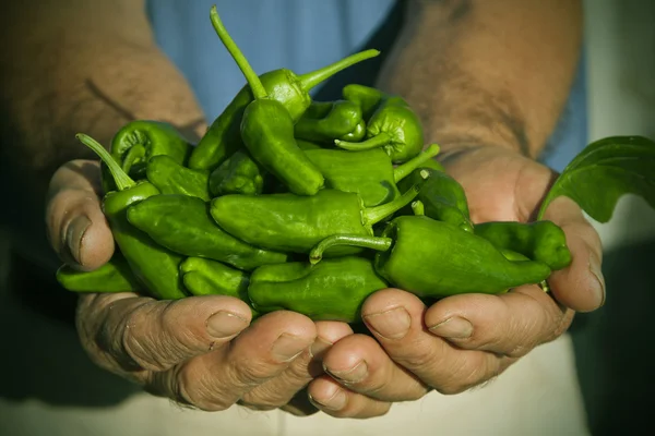 Paprika — Stockfoto