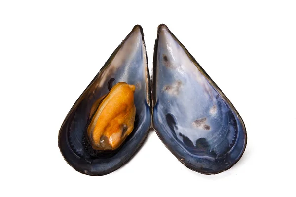 Mussels — Stock Photo, Image