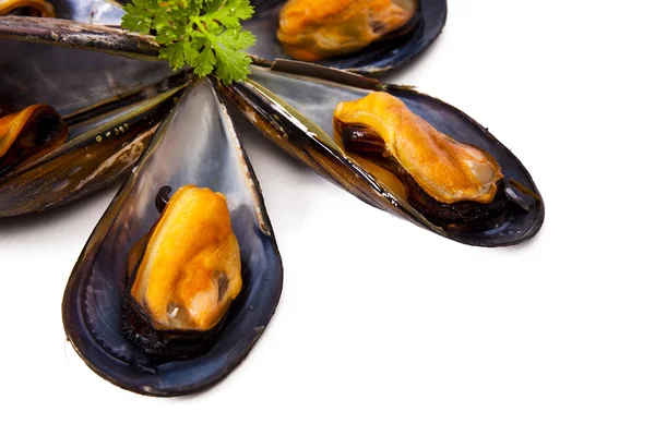 Mussels — Stock Photo, Image