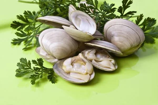 Seafish, clams — Stock Photo, Image