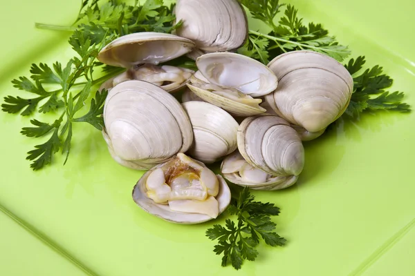 Frutti di mare, vongole — Foto Stock