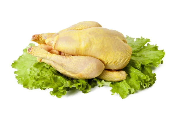 Pollo — Foto de Stock