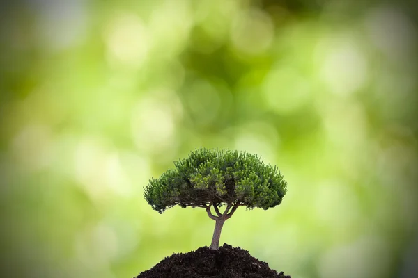 Medio ambiente — Foto de Stock