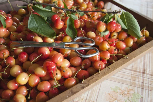 Frutos vermelhos — Fotografia de Stock