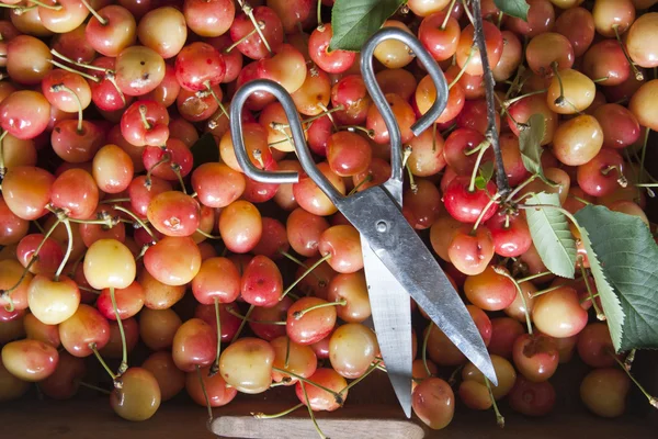 Frutos vermelhos — Fotografia de Stock