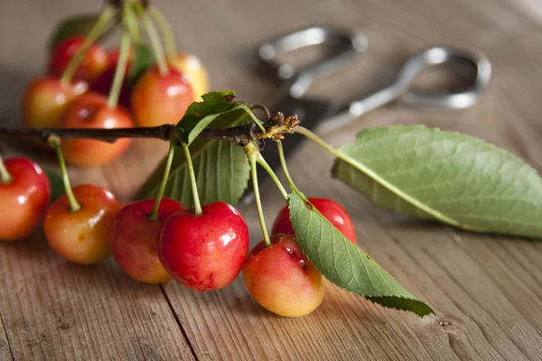 Frutos vermelhos — Fotografia de Stock