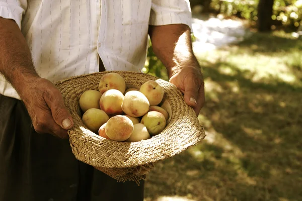 Picking peaches — Stock Photo, Image