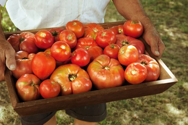 Pomodori — Foto Stock