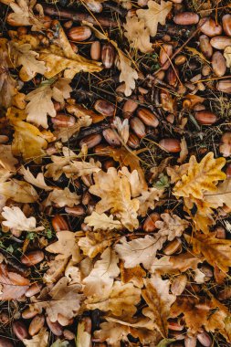 Yerde meşe palamudu bulunan parlak sarı yapraklar. Yüksek kalite fotoğraf