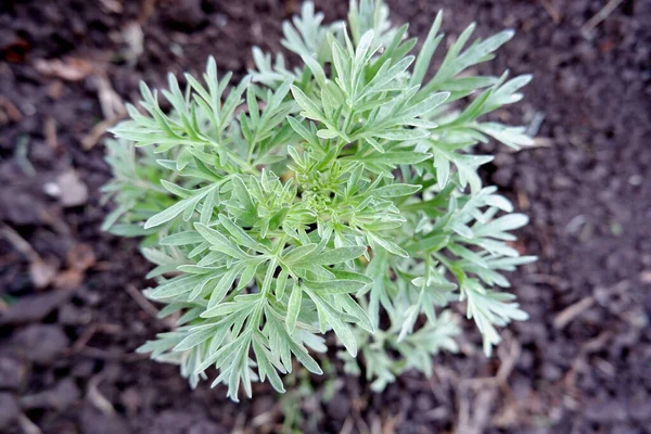Un cespuglio verde-argento di assenzio. Una pianta che cresce nel terreno. — Foto Stock