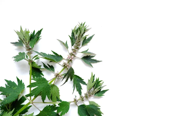Leonurus kardiaca plant. Mateřská mladina s růžovými květy, zeleným stonkem a listy. — Stock fotografie