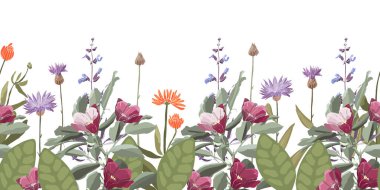 Çiçeksiz vektör deseni, korneflower Centaurea, calendula, adaçayı ile dekoratif sınır.