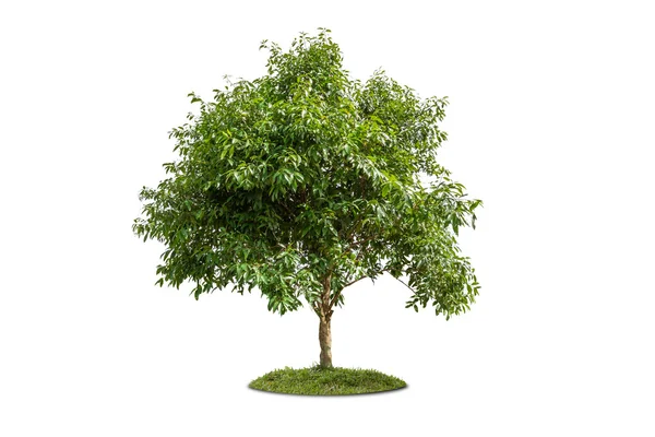 Tree isolated — Stock Photo, Image